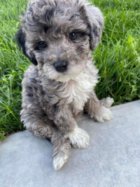 Stunning Rare Toy Poodle Puppies