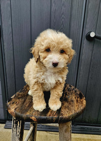 F1B Cockapoo  Puppies (only females)