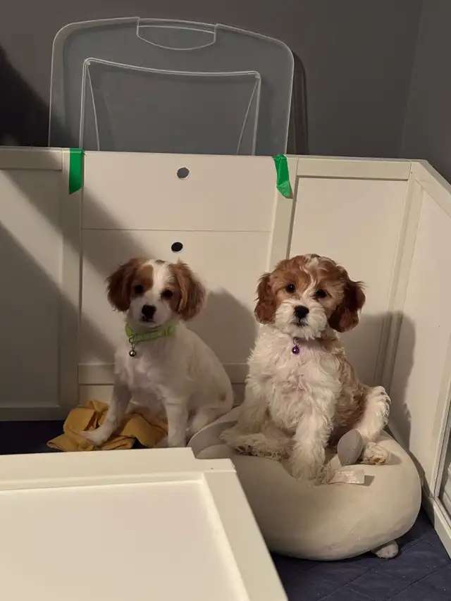 Ready to go home Cavapoo puppies in Dogs & Puppies for Rehoming in Gatineau - Image 5