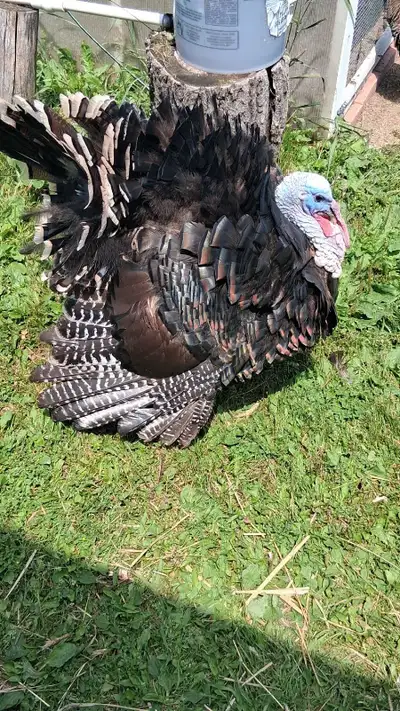 Ridley Bronze breeding pair, View more