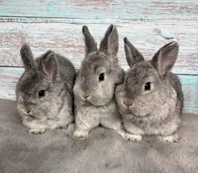 Plusieurs très jolis lapins nains néerlandais sont disponibles cette semaine à prix réduit ! Seuleme...