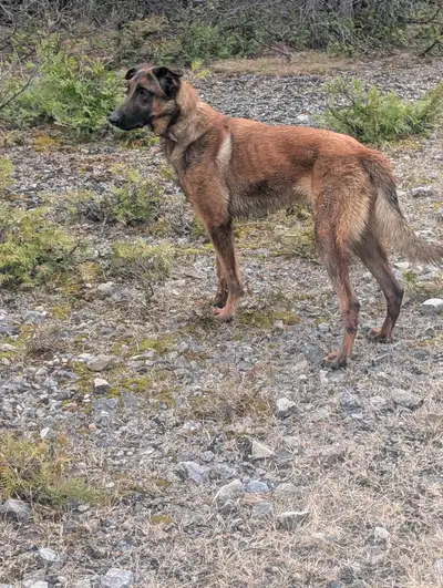 Malinois à vendre/ donner to sale/ give, View more