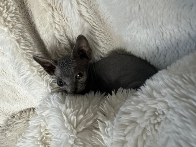 Sphynx kittens 2 months  in Cats & Kittens for Rehoming in Chatham-Kent