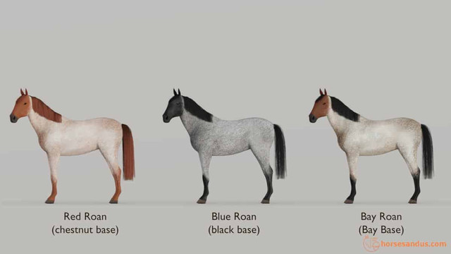 ISO appy or roan in Horses & Ponies for Rehoming in Kamloops - Image 3