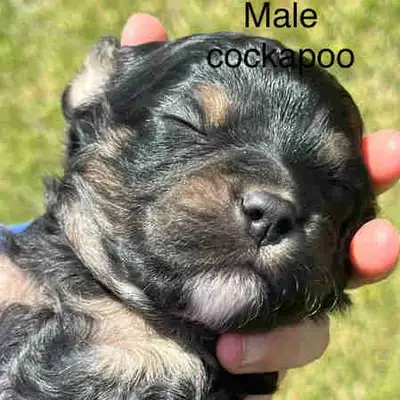Five beautiful 3/4 poodle 1/4 cocker spaniel puppies available. Very low shedding if any. Will be ab...