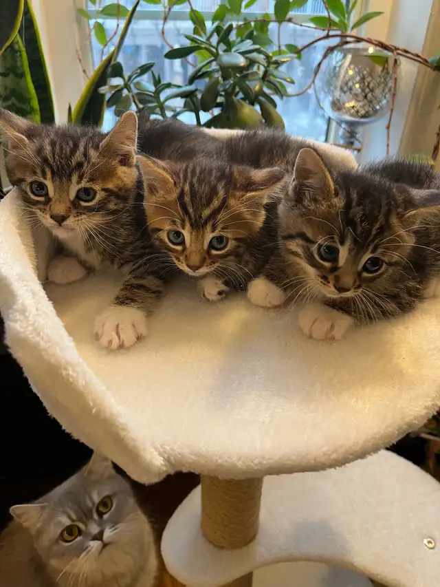 Bengal mix kitten in Cats & Kittens for Rehoming in Mississauga / Peel Region - Image 5