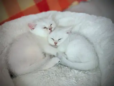 British shorthair kittens, View more