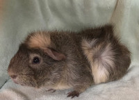 Proven Male Guinea Pig