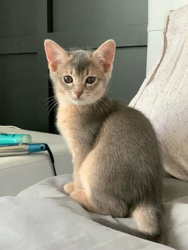 ABYSSIN KITTENS / CHATON ABYSSIN