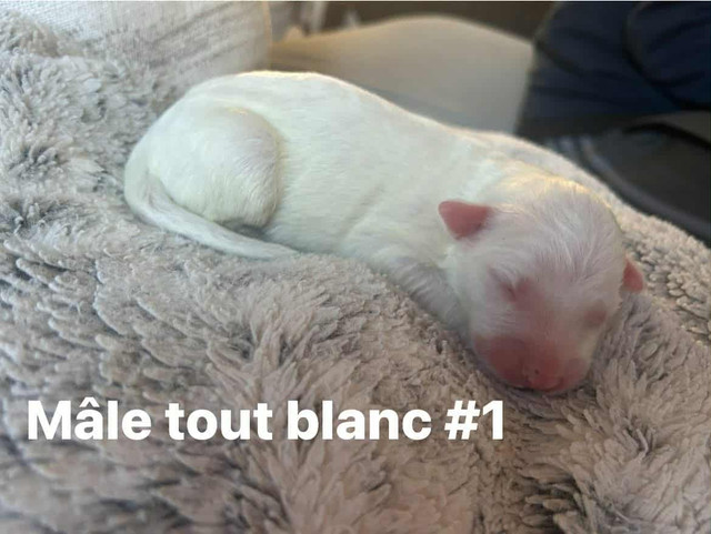 Berger anglais dans Chiens et chiots à adopter  à Lanaudière - Image 3