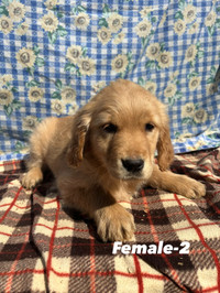 Golden Retriever Puppies for Sale- only 3 left !