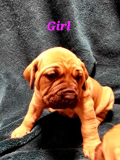 Boerboel (SA Mastiff), View more