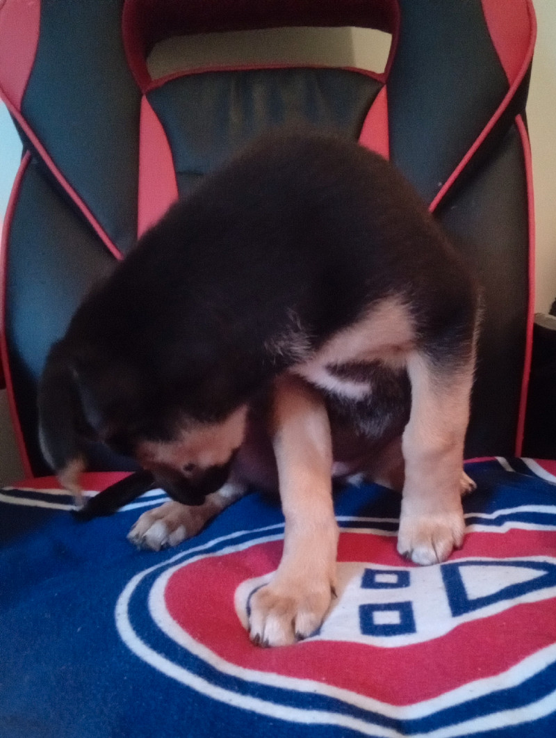 To be rehomed Free Stuff Winnipeg Kijiji