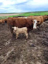 For Sale: 27 Quality Beef Cows with Calves at foot