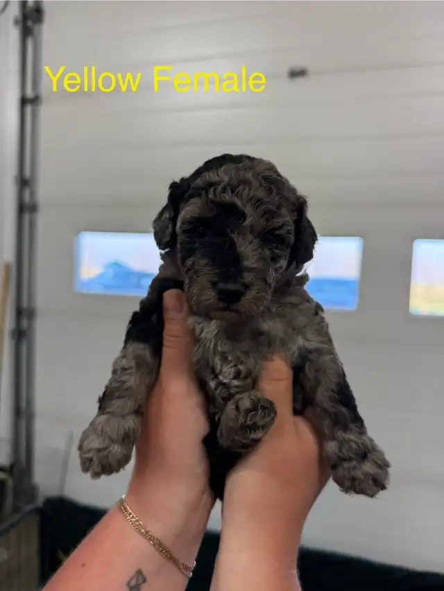 Toy poodle puppies looking for their forever homes in Dogs & Puppies for Rehoming in Medicine Hat - Image 5