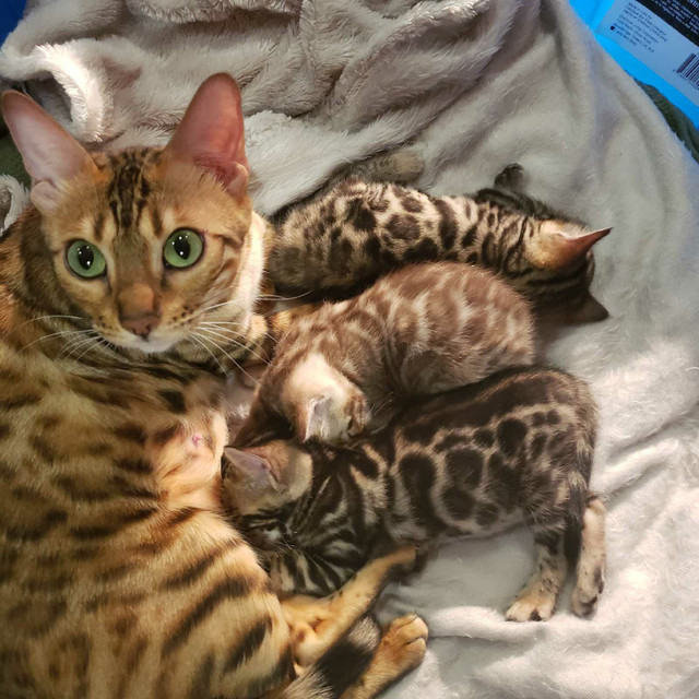 Adorable  Exotic Bengal Kittens Ready for Love!" in Cats & Kittens for Rehoming in City of Toronto