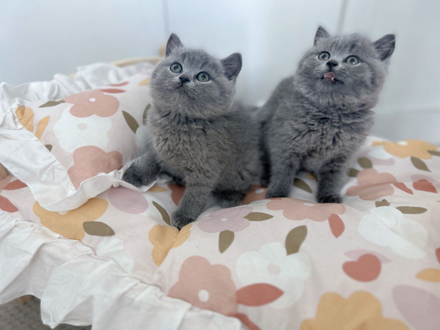Blue British Shorthair in Cats & Kittens for Rehoming in Burnaby/New Westminster