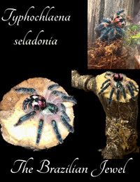 T Seladonia - Brazilian Jewel Tarantula 