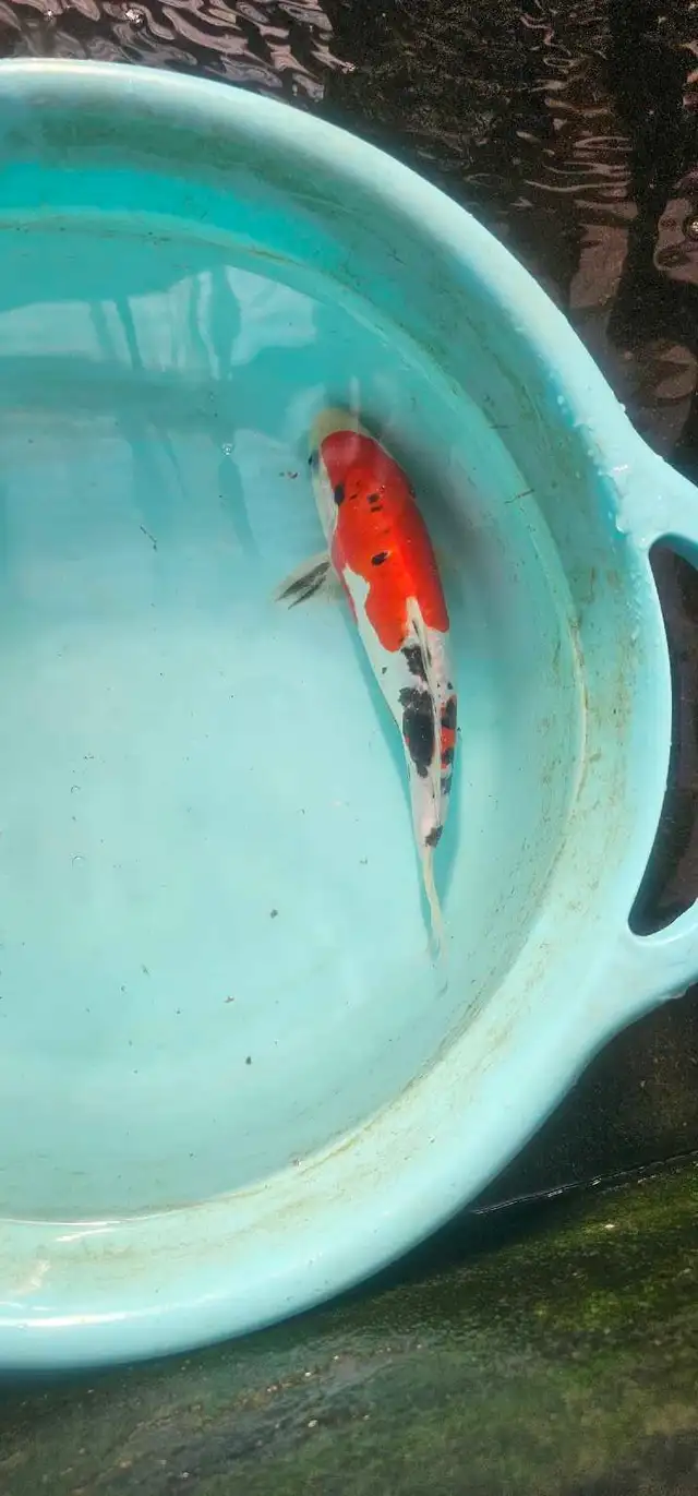 Japanese koi in Fish for Rehoming in Calgary - Image 5