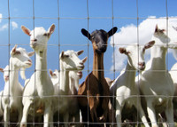 Fence for Sheep, Goat, Hog / Pig, Dog 4"x4" 5' High
