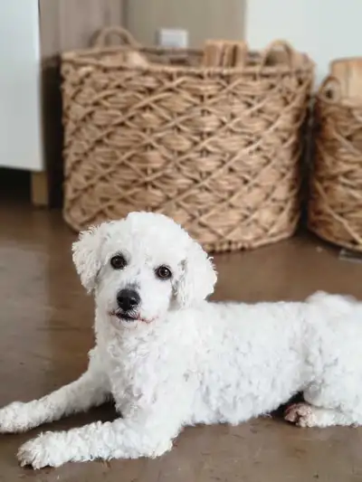 Pure bichon frise female!!, View more