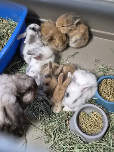 Holland lop dwarf lionhead baby bunnies, View more