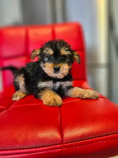 Morkie Puppies (Maltese X Yorkie) Small breed, View more