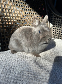 *Sweet 3yo Netherland Dwarf Female bunny!*