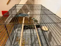 Quaker parrot Proven Pairs rehome