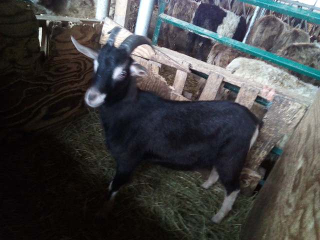 Young Goats in Livestock in Sudbury