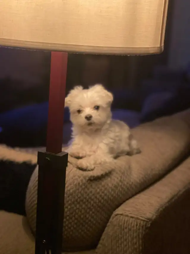 CHAMBRE  tout inclus IDÉAL POUR TRAVAILLEURS/EUSES JONQUIERE in Room Rentals & Roommates in Saguenay - Image 11