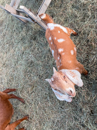 Nubian/Boer buckling