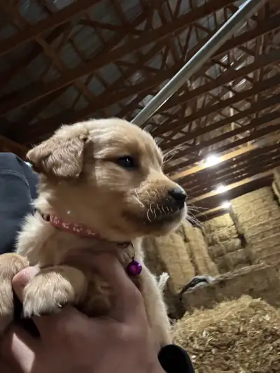 Red fox lab golden retriever pups, View more