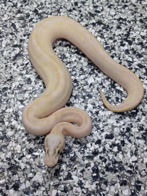 Blow Out Ball Pythons $150-250 each in Reptiles & Amphibians for Rehoming in Mississauga / Peel Region - Image 4