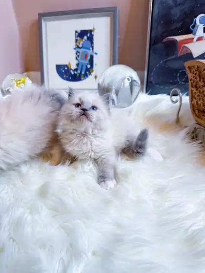 Cute kitten looking for a nice family, View more