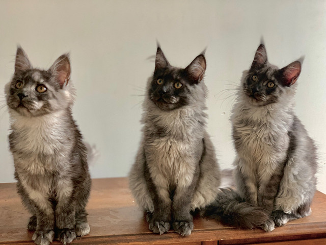Maine Coon Kittens dans Chats et chatons à adopter  à Ville de Québec - Image 4