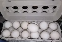 Polish hatching eggs 
