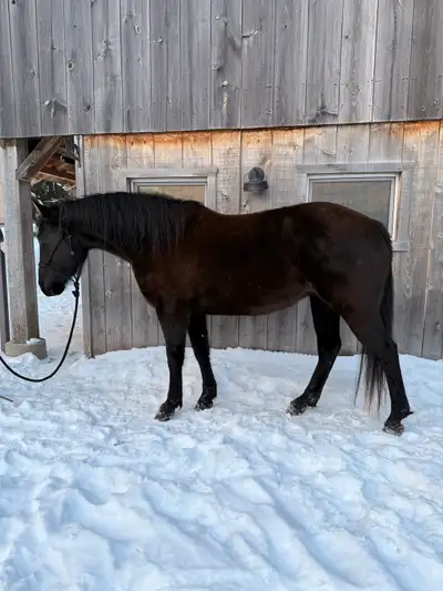 4 year old Mare, View more