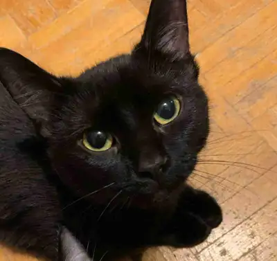 $100 Cat , View more