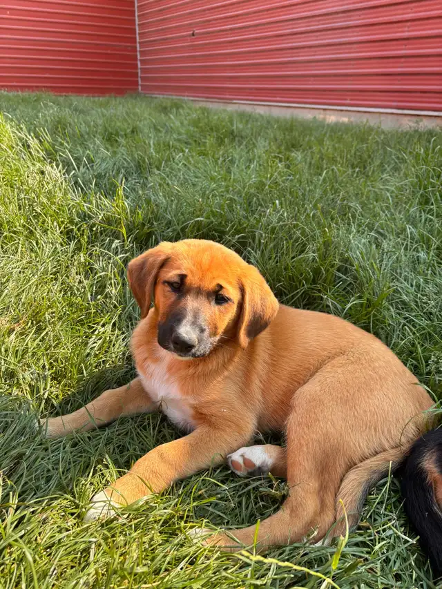Mixed puppies for sale in Dogs & Puppies for Rehoming in London - Image 4