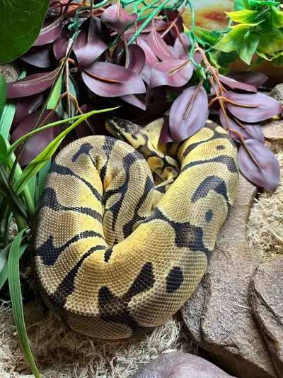 I have a healthy three year old female Ball Python in need of a new home. I can provide all necessar...