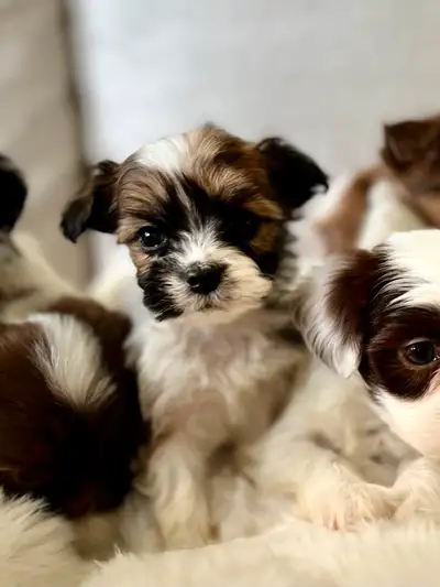I have 8 beautiful puppies ready to find their forever homes! These sweet little guys are pee pad tr...