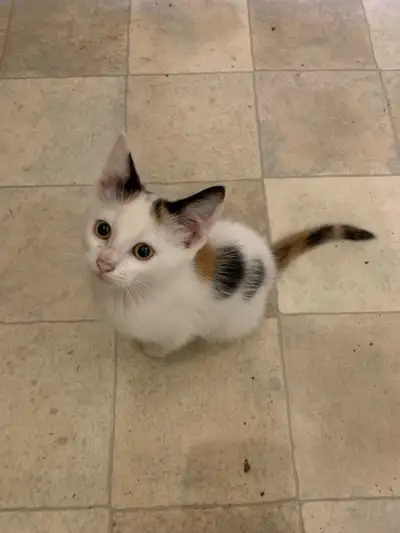 Calico rag doll female