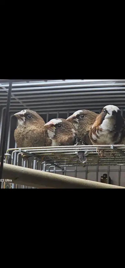4 young society finches , View more