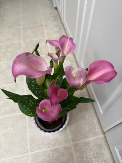 Calla Lily beautiful healthy flowers  , View more