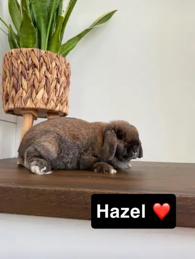 Holland Lop, View more
