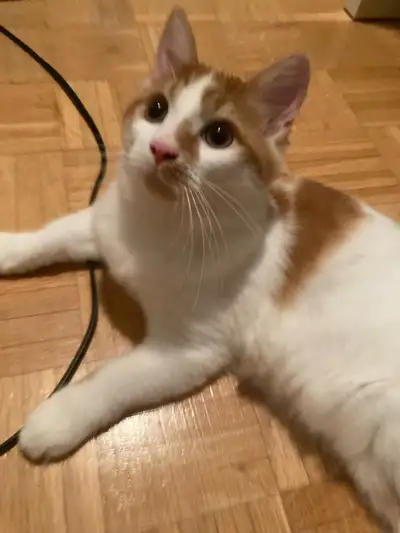 MALE CAT FOR SALE, View more