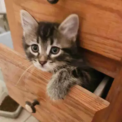 chatons + parents disponible, View more