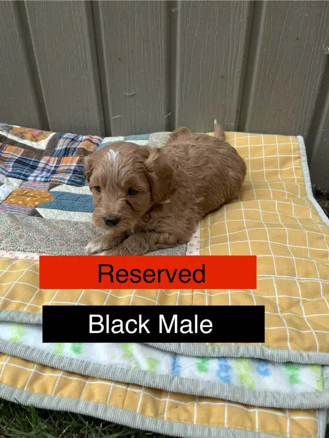 Cute Cavapoo Puppies in Dogs & Puppies for Rehoming in Edmonton - Image 5