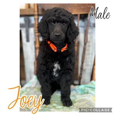 Prairie Belle Poodles and Poodle Crossing have come together to produce this exceptional litter of B...